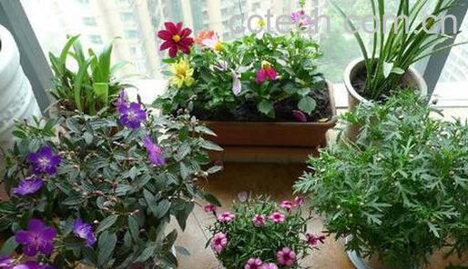 果蔬百科室内养花的禁忌有哪些-0