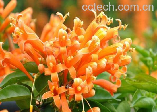 果蔬百科炮仗花的养殖方法与注意事项-0