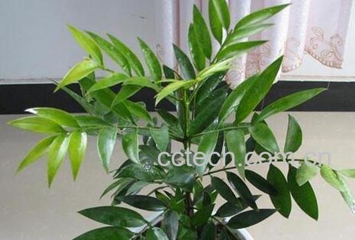 果蔬百科竹柏的养殖方法-0