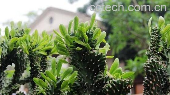 果蔬百科仙人掌白鹃病的症状与防治方法-0