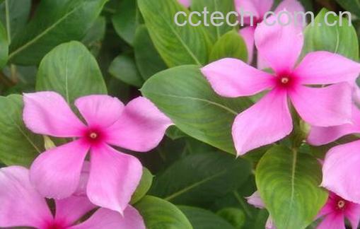 果蔬百科长春花的病害防治-0