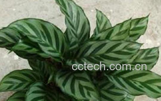 果蔬百科翠叶竹芋的养殖方法与注意事项-0