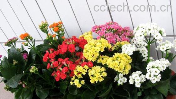 果蔬百科长寿花的叶子发黄怎么办-0