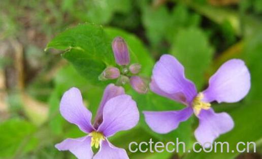 果蔬百科小兰花的药用价值与功效-0
