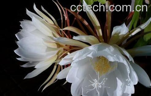 果蔬百科昙花不开花怎么办-0