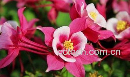 果蔬百科养花常见的三个误区-0