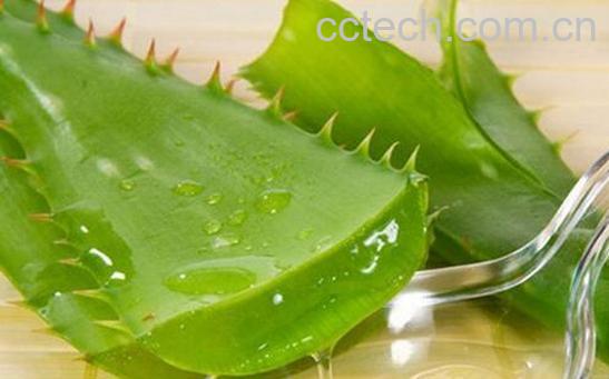 果蔬百科芦荟的美容功效与用法-0