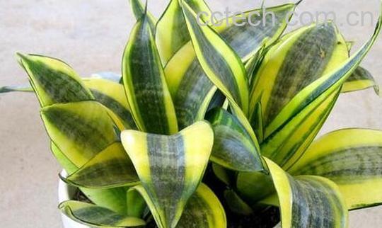 果蔬百科除甲醛的植物有哪些-0