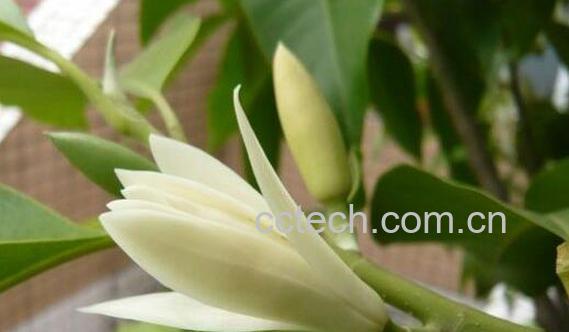 果蔬百科黄桷兰的养殖方法与注意事项-0