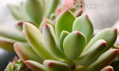 果蔬百科青星美人的养殖方法与注意事项-0