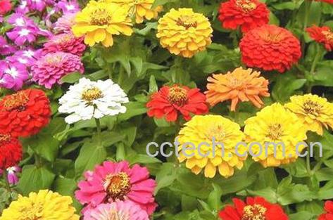 果蔬百科百日草的养殖方法-0