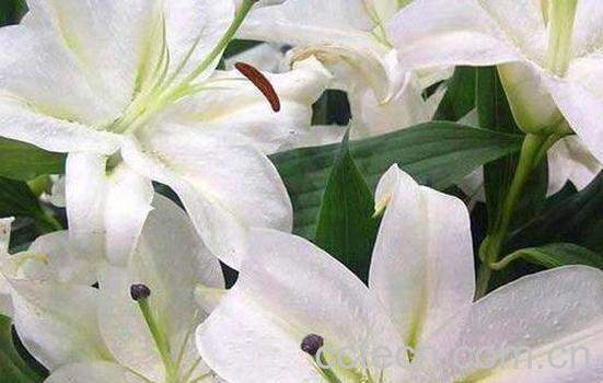 果蔬百科百合花叶子发黄怎么办-0