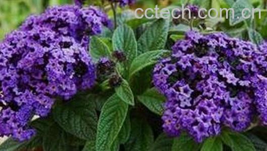 果蔬百科香水草的养殖方法与注意事项-0