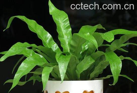 果蔬百科鸟巢蕨叶子焦边怎么办-0