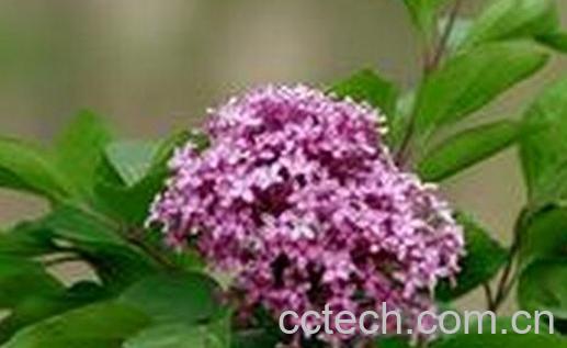 果蔬百科丁香花的养殖方法与注意事项-0