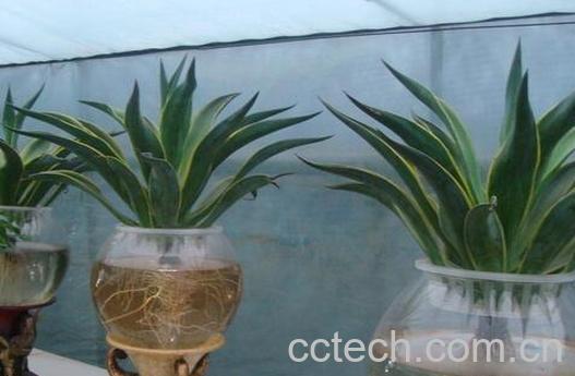 果蔬百科龙舌兰的水培方法-0