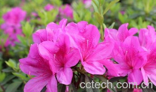 果蔬百科杜鹃花死亡的原因与预防方法-0