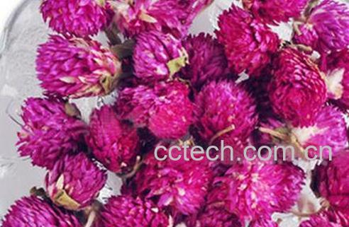 果蔬百科千日红的功效与用法-0