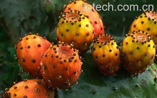 果蔬百科仙人掌的果实能吃吗-0