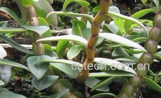 果蔬百科铁皮石斛怎么吃-0