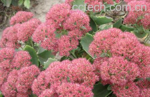 果蔬百科八宝景天的功效与作用-0