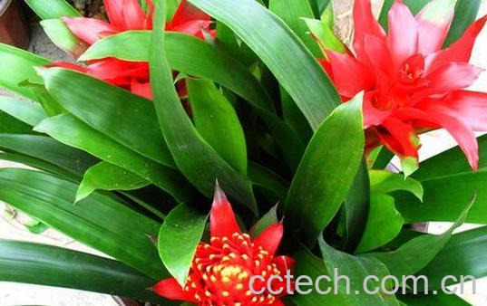 果蔬百科 凤梨花的养殖方法-0