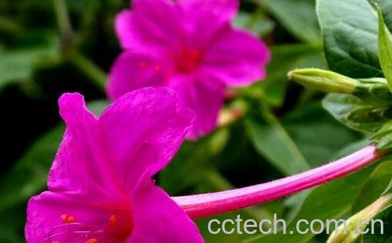 果蔬百科紫茉莉的药用功效与常见用法-0