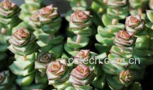 果蔬百科钱串子的养殖方法-0