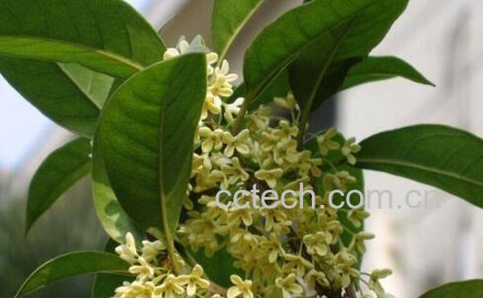 果蔬百科四季桂的养殖方法与注意事项-0