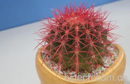 果蔬百科盆栽仙人球的养殖方法-0