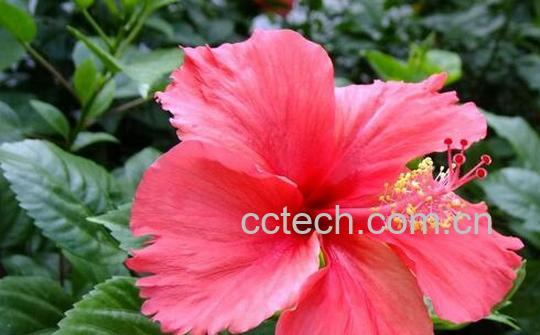 果蔬百科扶桑花的功效与作用-0