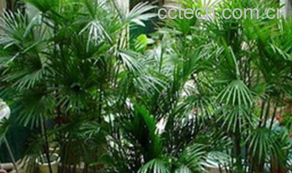 果蔬百科凤尾竹的功效与作用-0