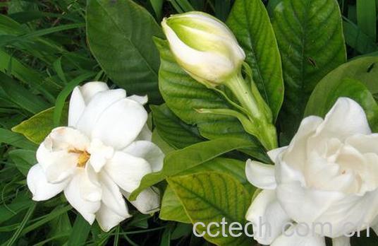 果蔬百科栀子花能吃吗-0