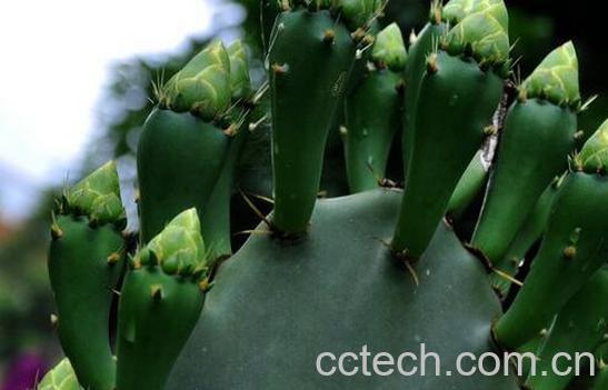 果蔬百科仙人掌的保健功效与作用-0