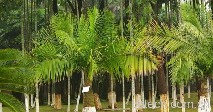 果蔬百科国王椰子的养殖方法-0