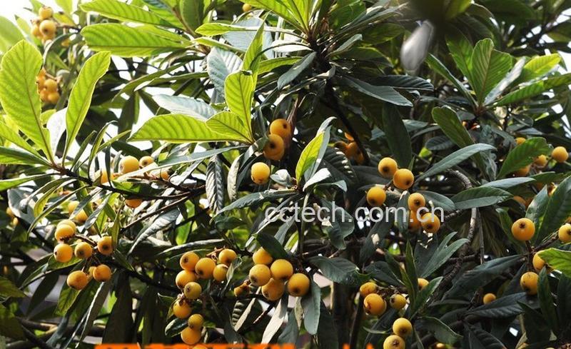 果蔬百科枇杷树怎么修剪 枇杷树剪枝-0