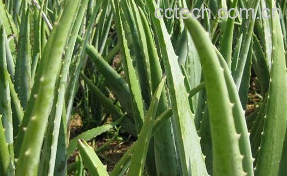 果蔬百科什么芦荟可以吃-0