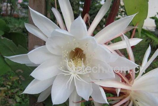 果蔬百科昙花能吃吗-0