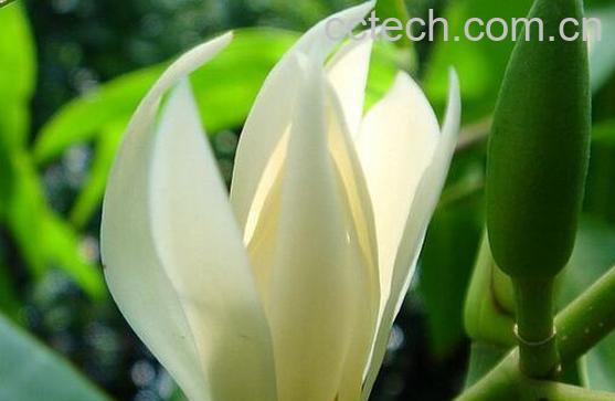 果蔬百科白兰花的功效与作用-0