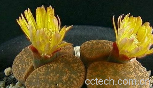 果蔬百科生石花的养殖方法-0