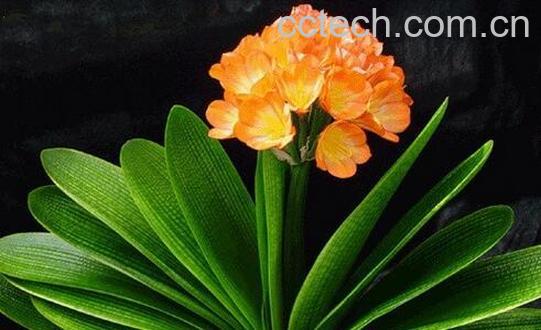 果蔬百科春天办公室养什么花好-0