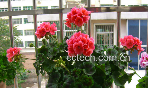 果蔬百科天竺葵的养殖与管理方法-0