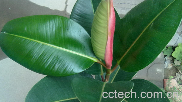 果蔬百科橡皮树掉叶子怎么办-0