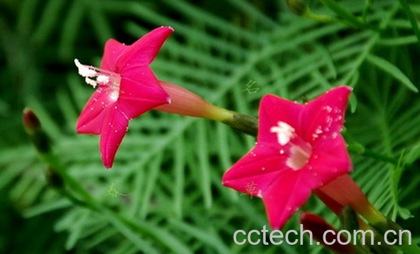 果蔬百科五角星花的杜养殖方法-0