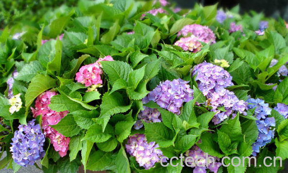 果蔬百科花卉施肥时间的禁忌-0