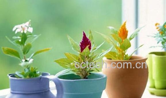 果蔬百科室内养花有哪些禁忌-0