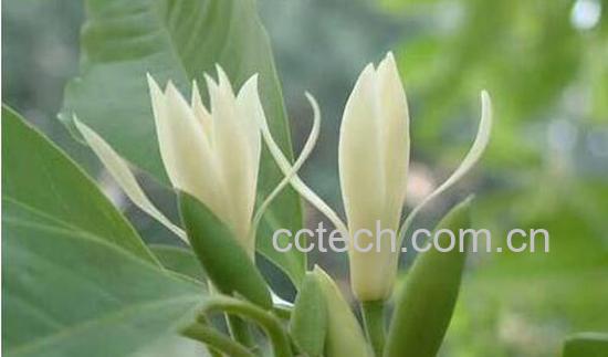 果蔬百科黄桷兰的养殖方法-0