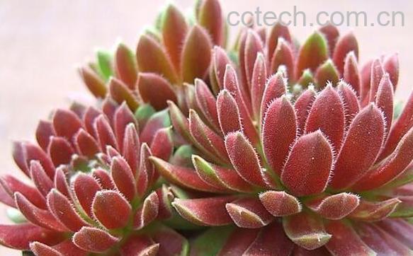 果蔬百科长生草的养殖方法与注意事项-0