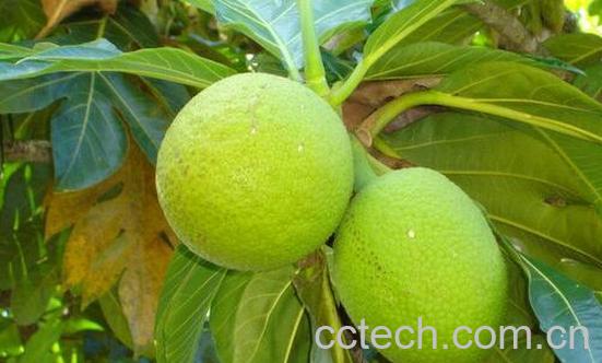 果蔬百科面包树的果实能吃吗-0