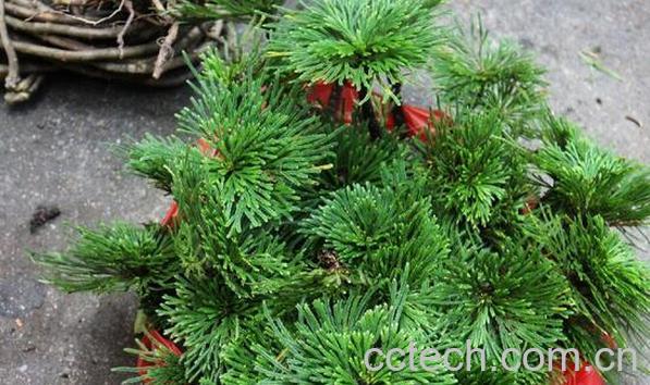 果蔬百科还魂草的功效与作用-0